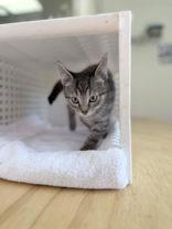 Enlarge Jewel, a Adopted Domestic Short Hair in Steamboat Springs, CO image 1/1