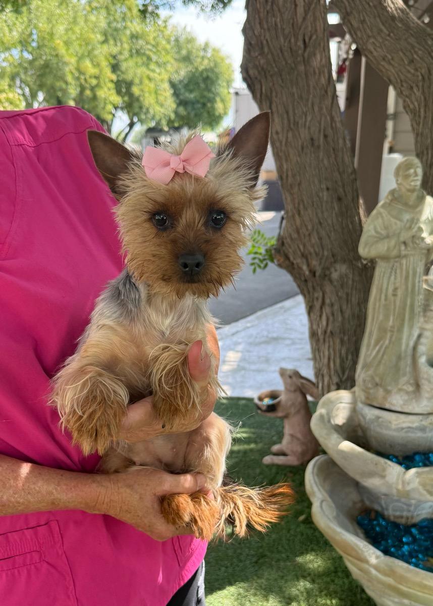 Tulip, Adoptable, Young Female Silky Terrier.