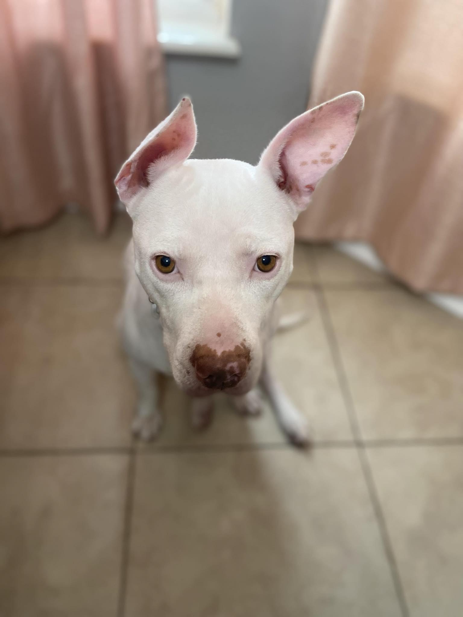 Enlarge Blue, a Adoptable mixed breed in Odessa, FL image 2/6