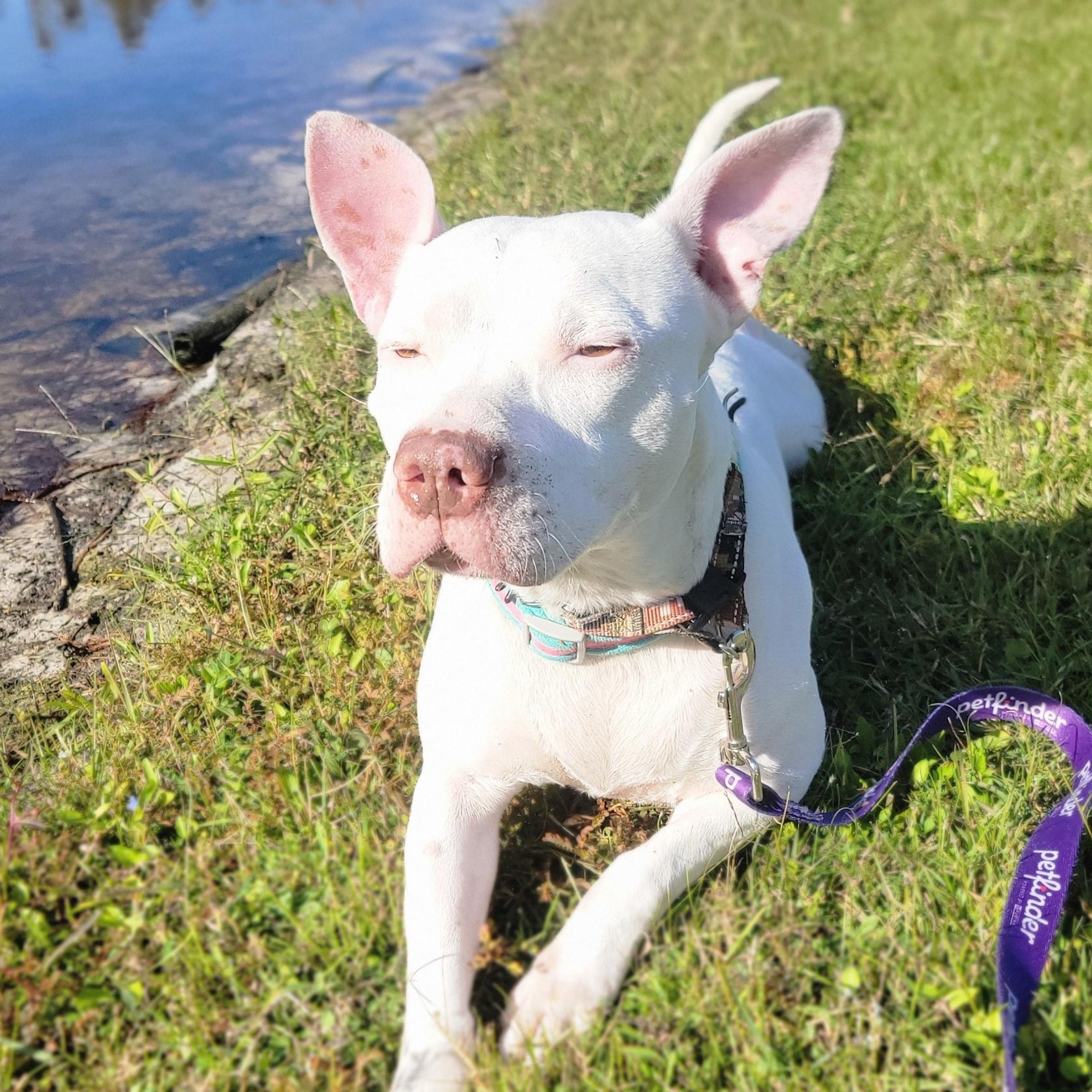 Enlarge Blue, a Adoptable mixed breed in Odessa, FL image 3/6