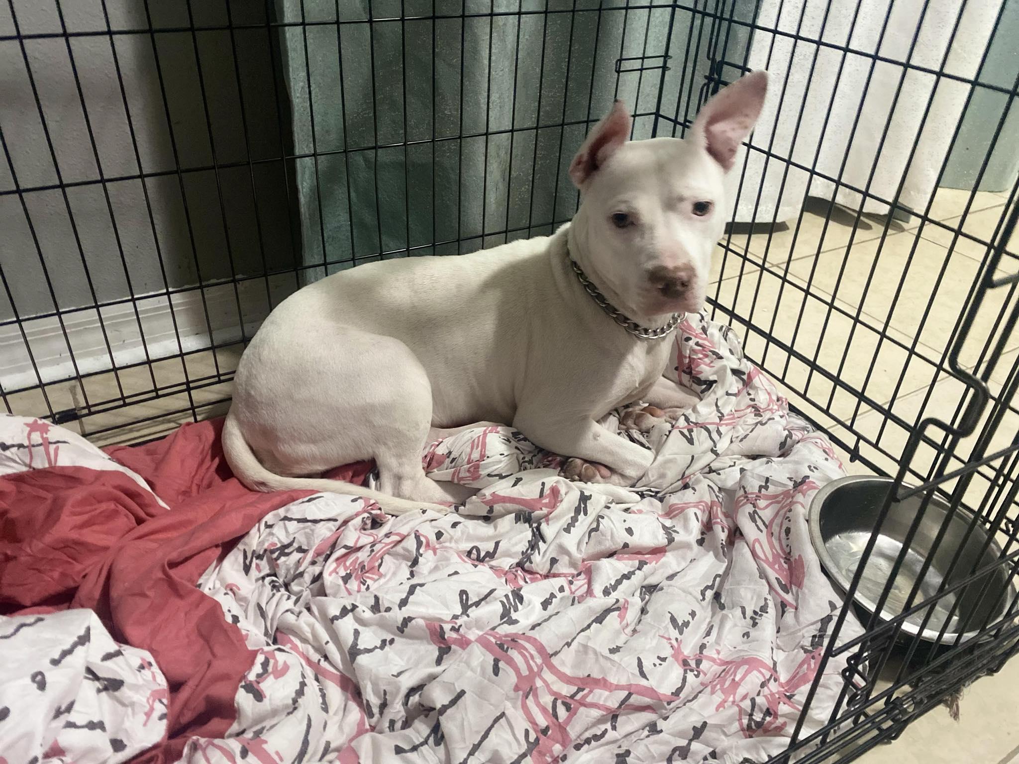 Enlarge Blue, a Adoptable mixed breed in Odessa, FL image 4/6