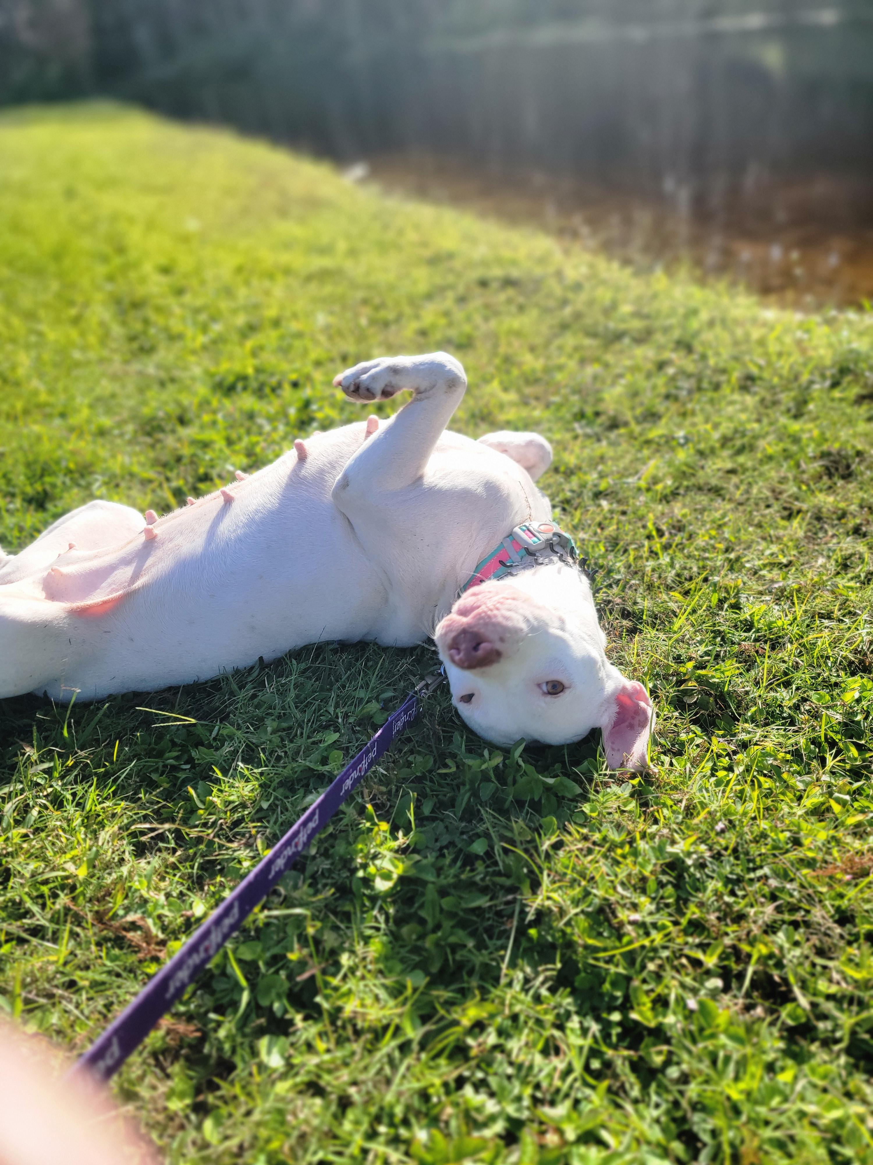 Enlarge Blue, a Adoptable mixed breed in Odessa, FL image 5/6