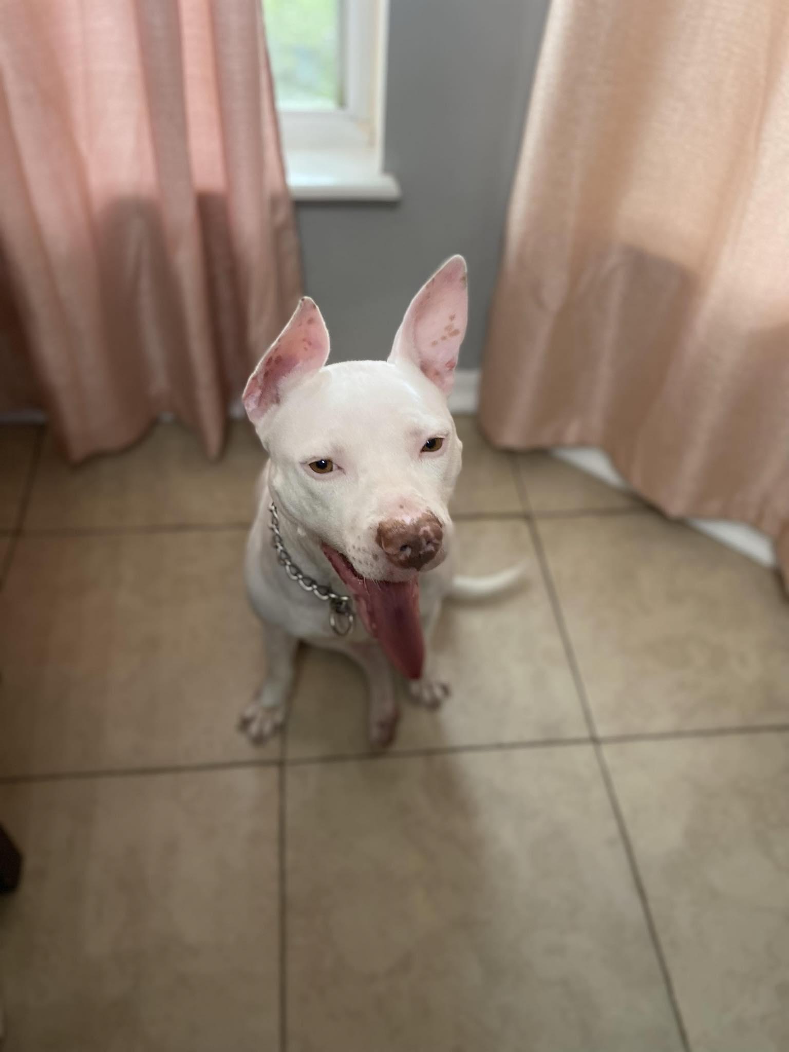 Enlarge Blue, a Adoptable mixed breed in Odessa, FL image 6/6