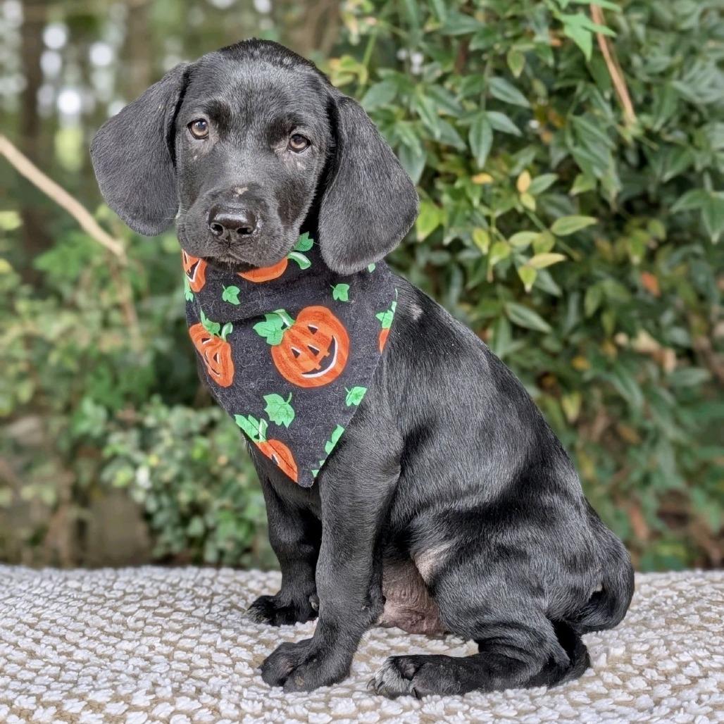 Enlarge Gourdy 09-2424, a Adoptable mixed breed in Tyrone, GA image 1/1