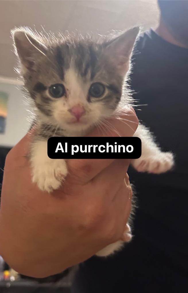 Patches, Adoptable, Kitten Male Domestic Short Hair.