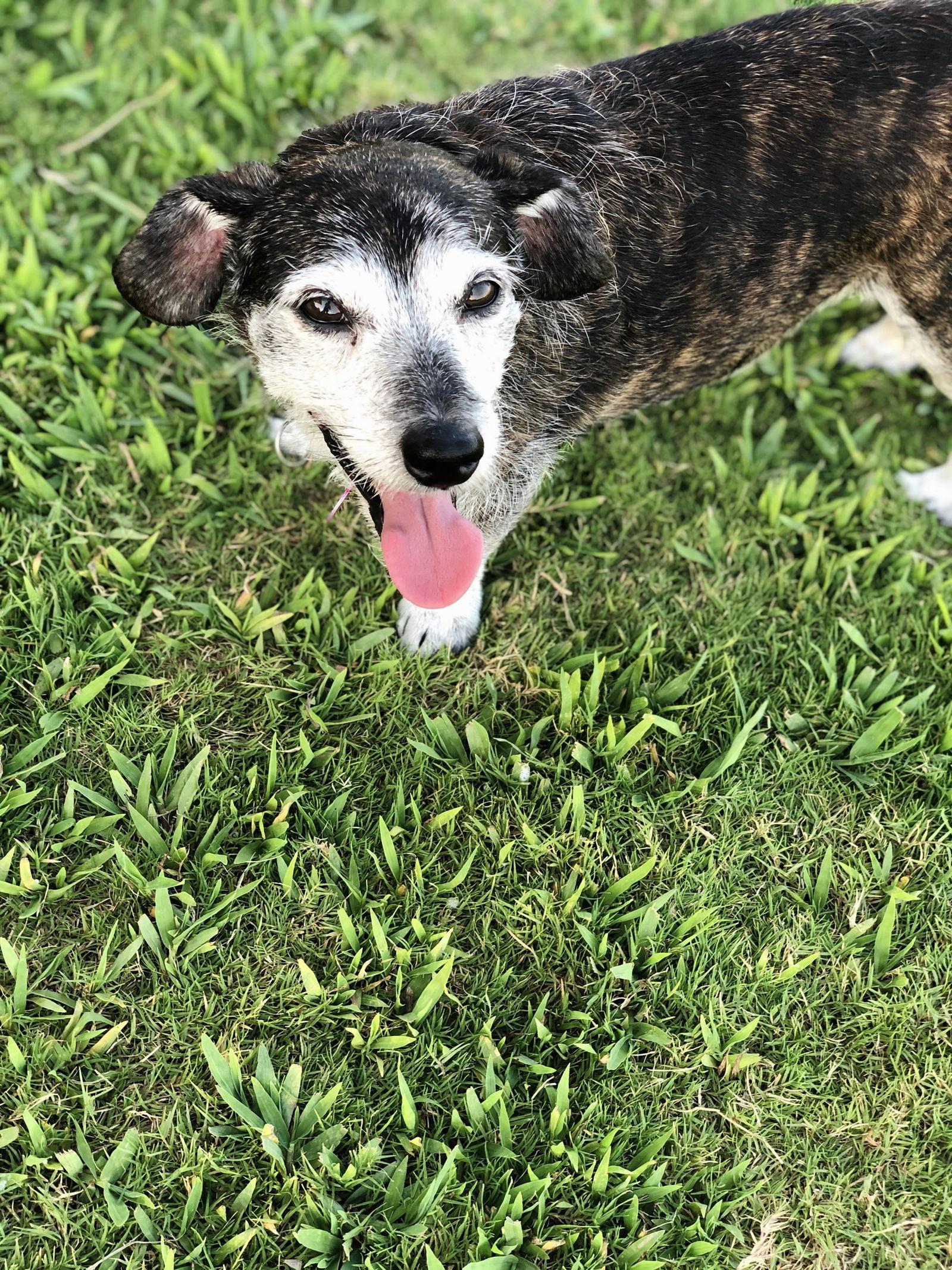 Cheeky, Adoptable, Senior Female Dachshund.