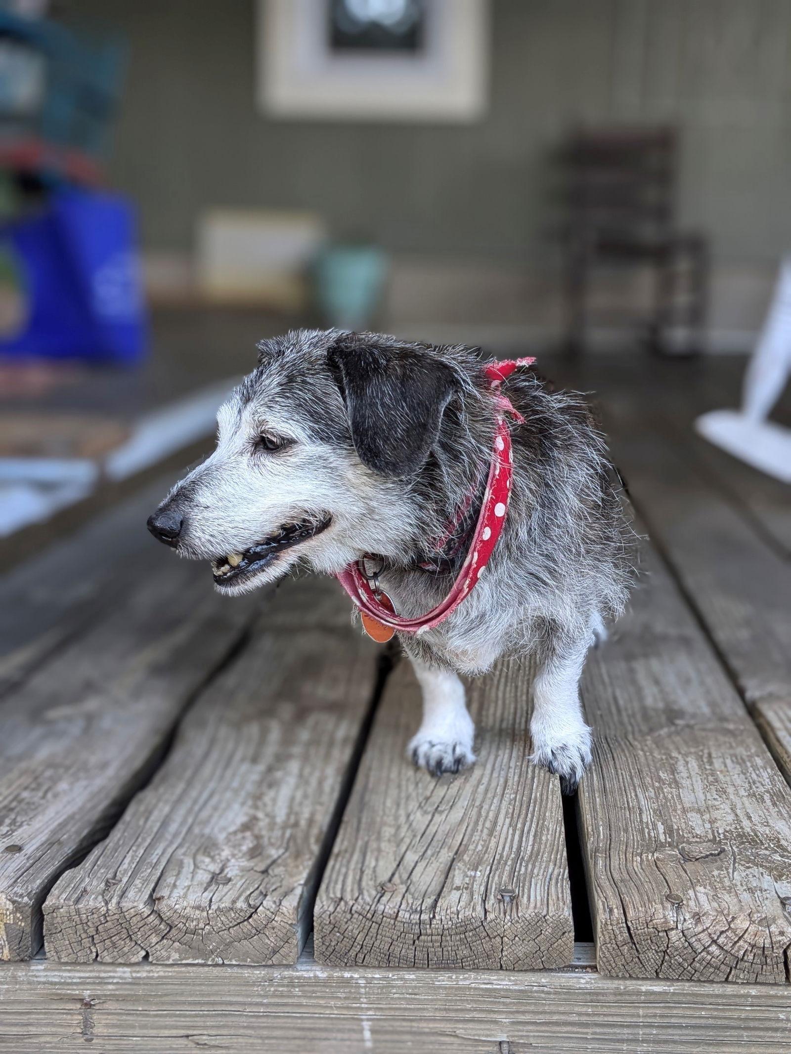 Enlarge Cheeky, a Adoptable Dachshund in Austin, TX image 2/3