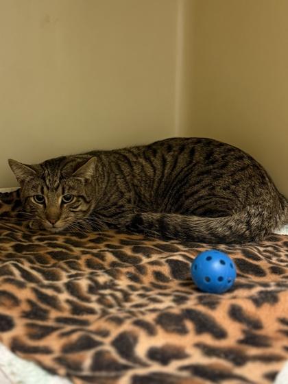 Enlarge Clay, a Adoptable mixed breed in King William, VA image 1/1