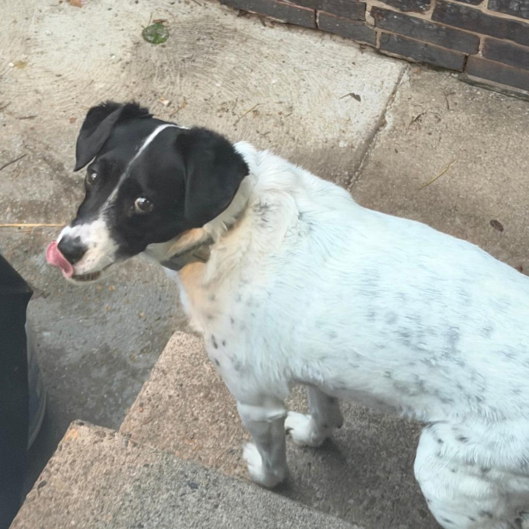 Jack, Adoptable, Senior Male Mixed Breed.