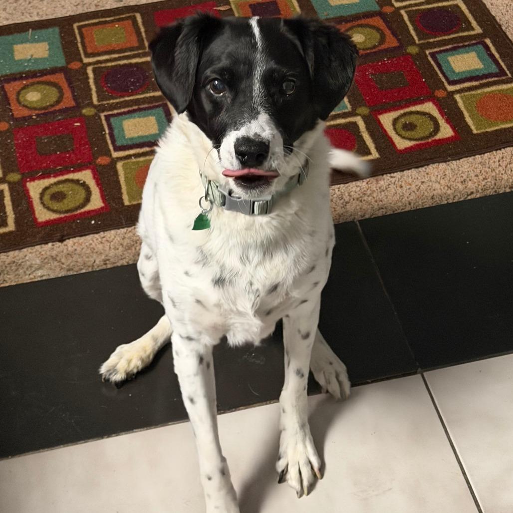 Jack, a Adoptable Mixed Breed in Tunkhannock, PA image 3/3