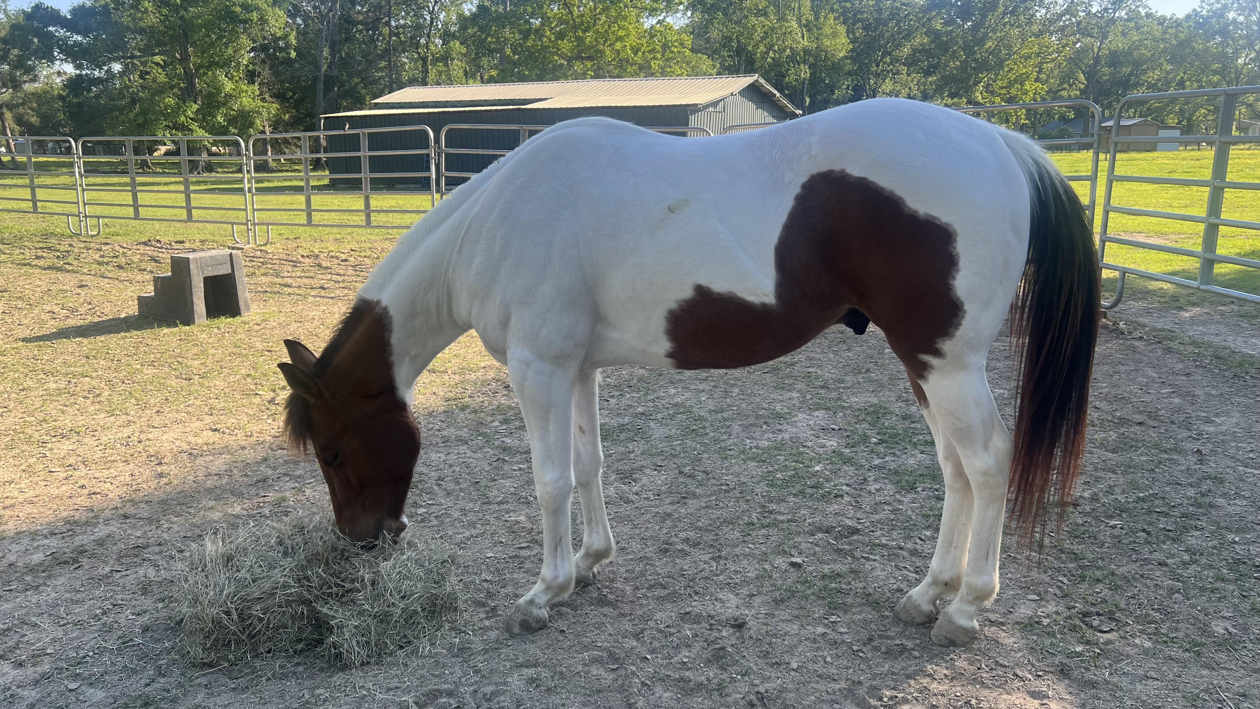 Enlarge Leonardo Da vinci, a Adoptable Paint / Pinto in Walker, LA image 5/5