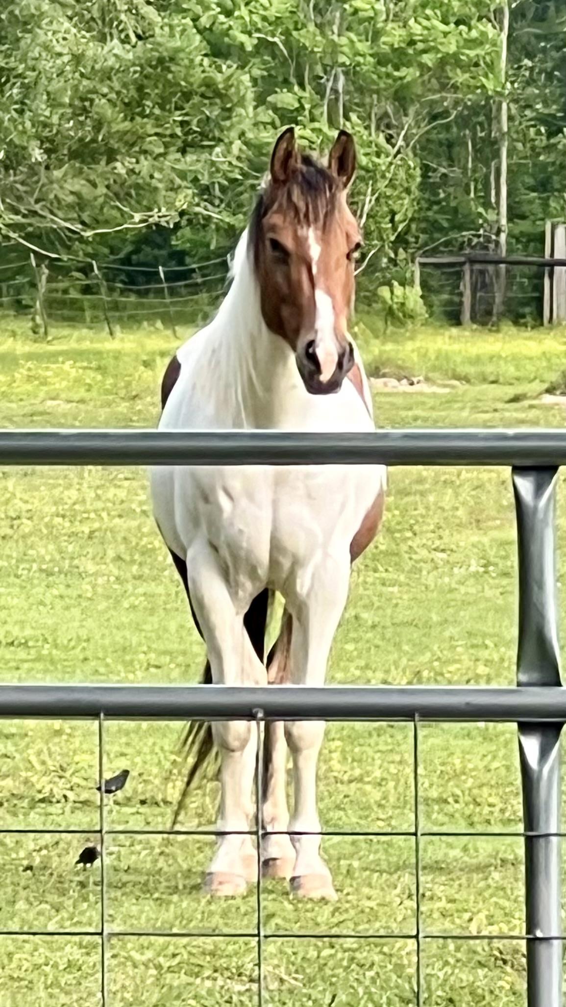 Enlarge Leonardo Da vinci, a Adoptable Paint / Pinto in Walker, LA image 4/5