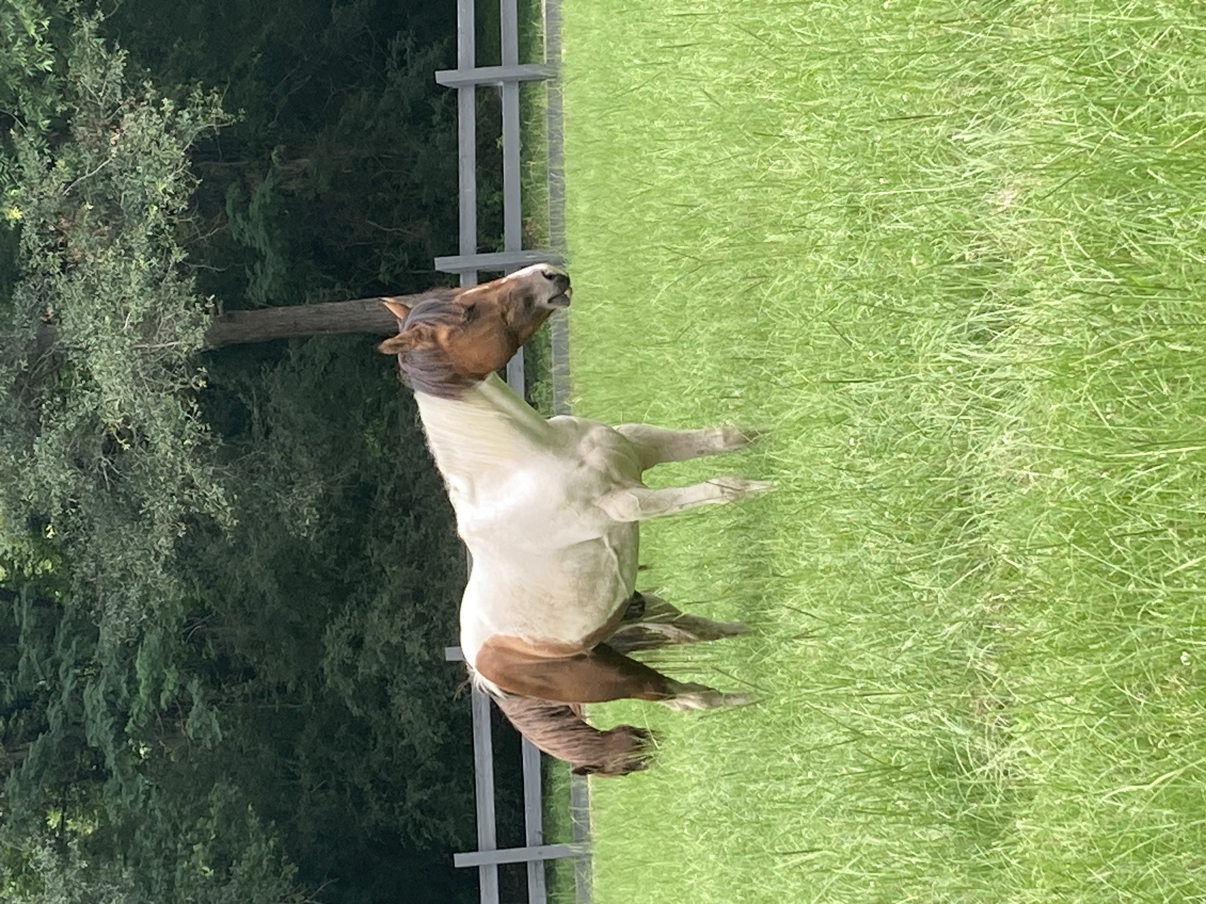 Leonardo Da vinci, Adoptable, Adult Male Paint / Pinto.