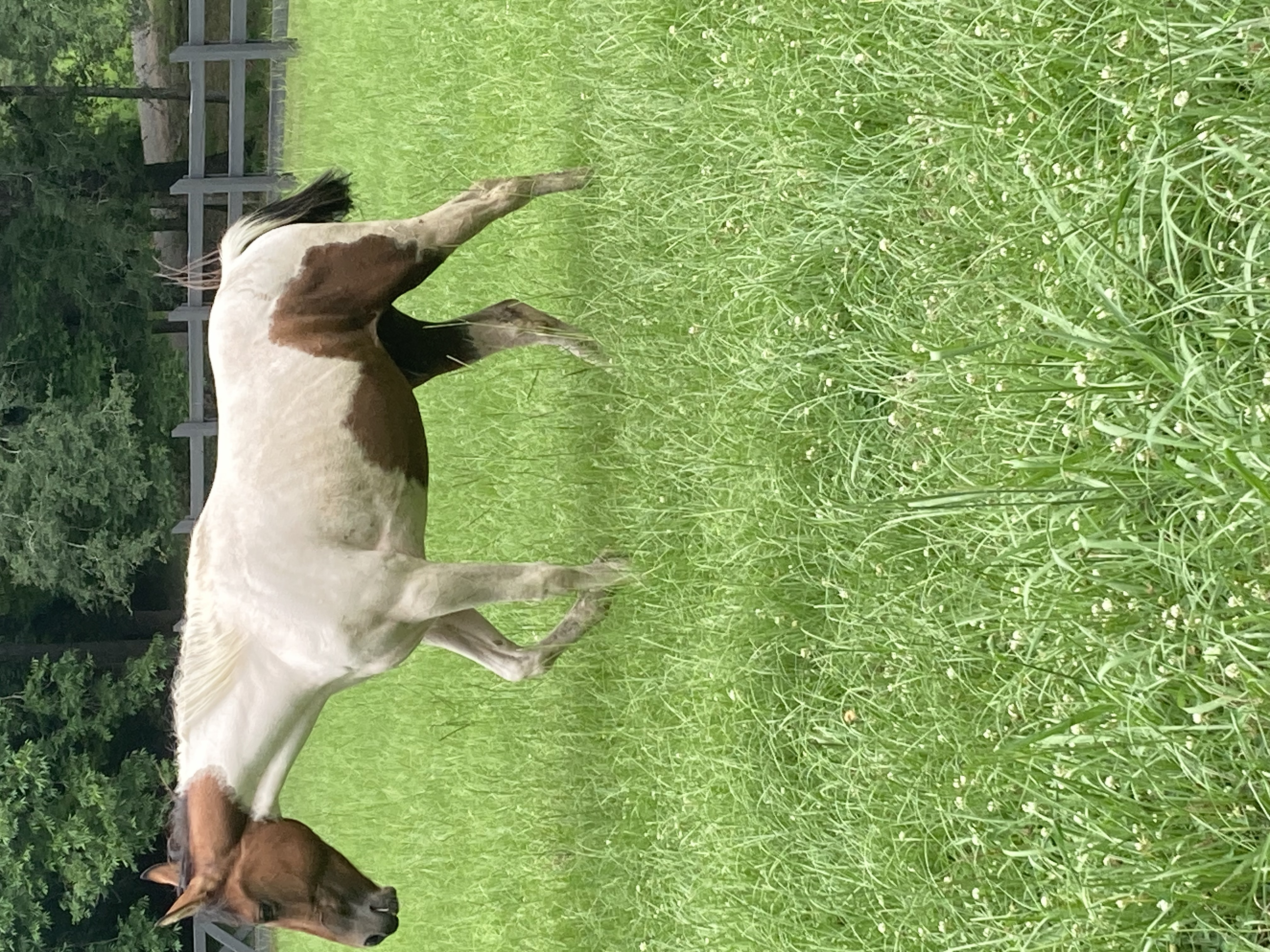 Enlarge Leonardo Da vinci, a Adoptable Paint / Pinto in Walker, LA image 2/5