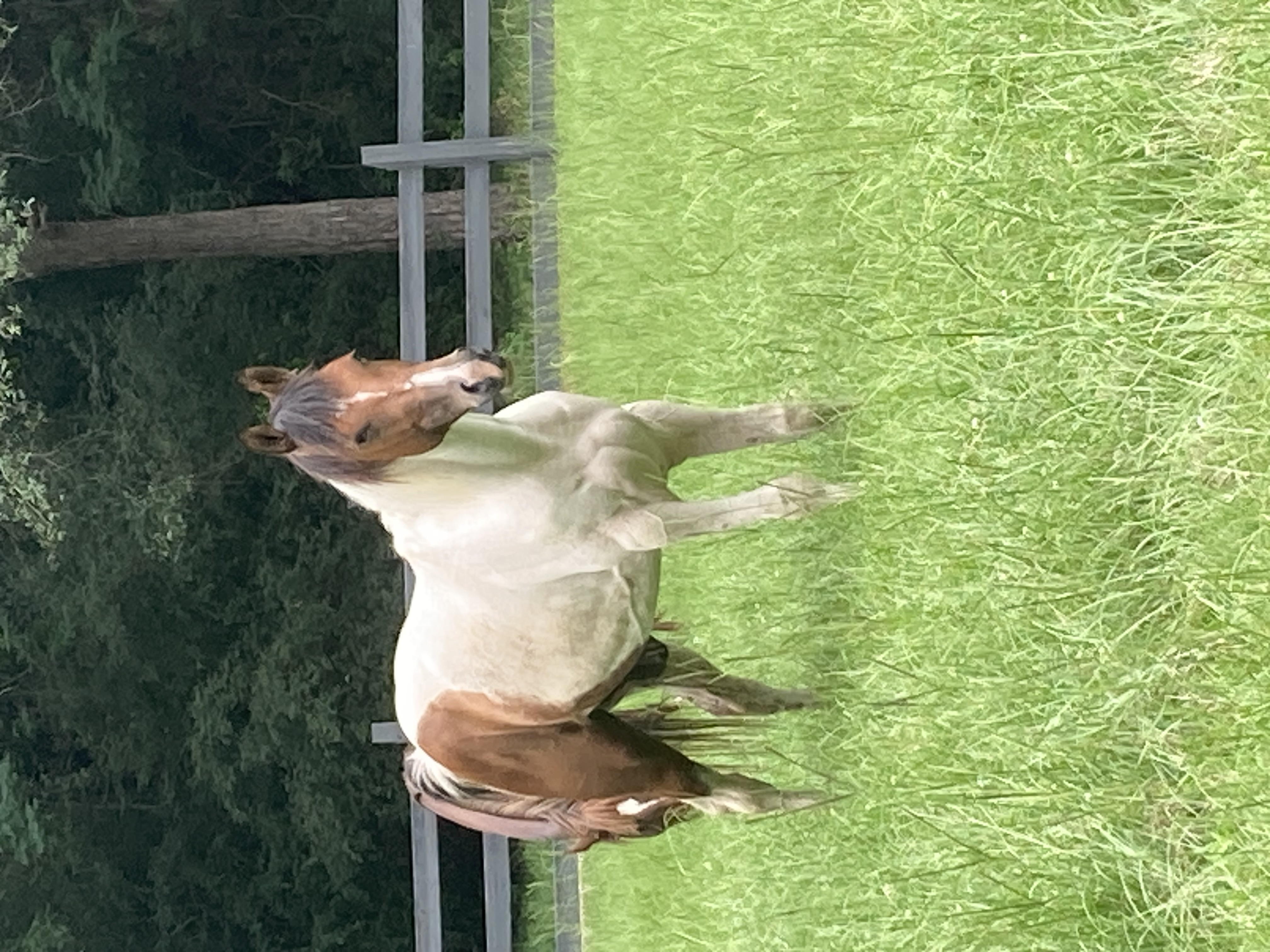 Enlarge Leonardo Da vinci, a Adoptable Paint / Pinto in Walker, LA image 3/5