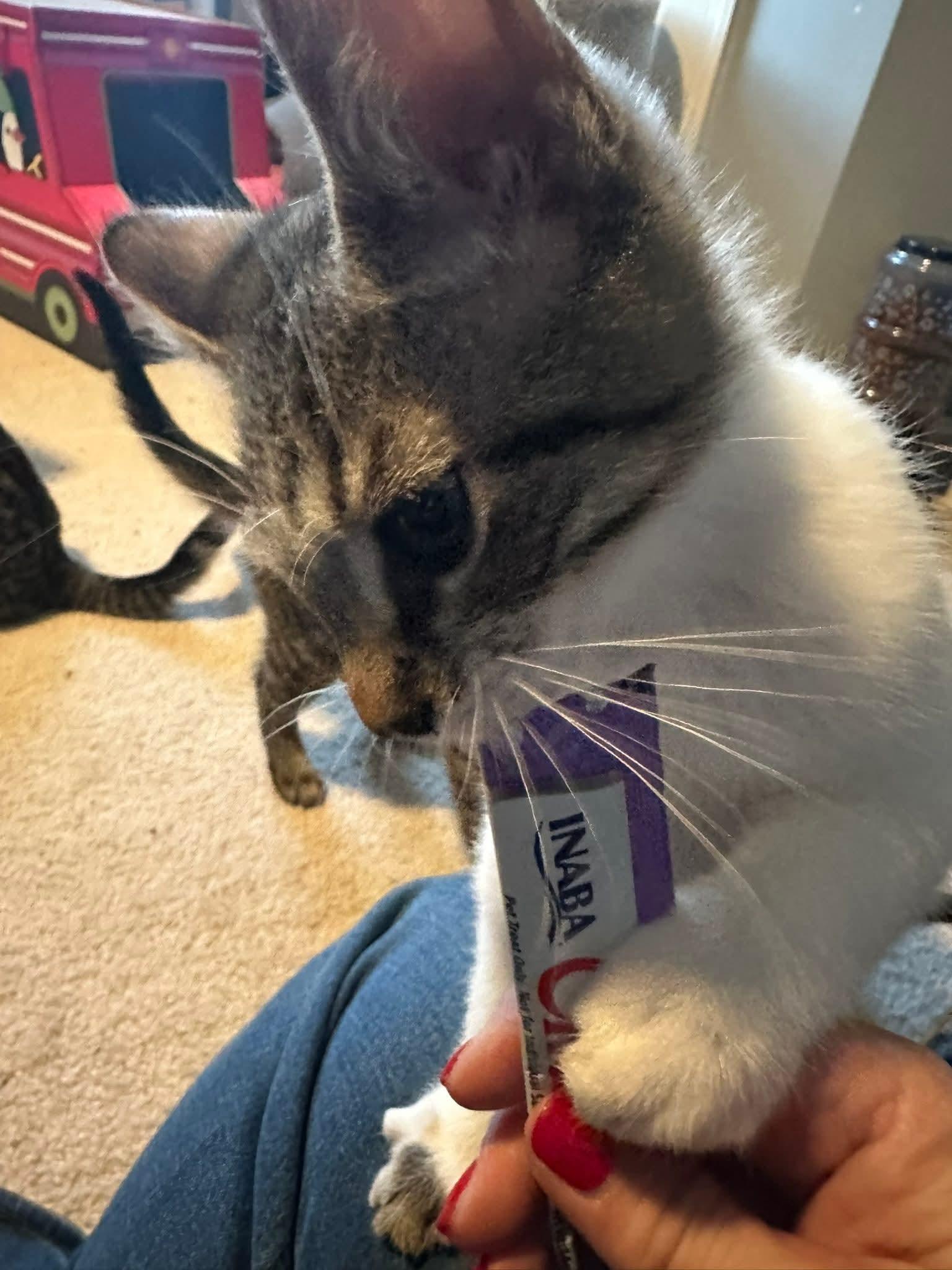 Enlarge Oliver, an adopted Domestic Short Hair in Carnegie, PA image 2/6