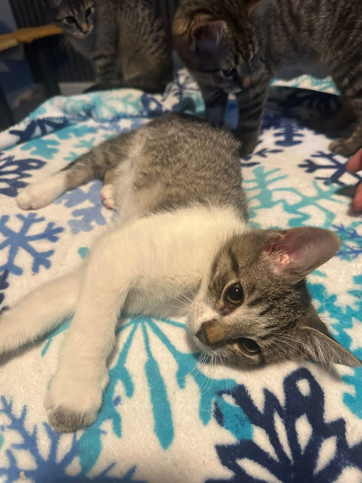 Enlarge Oliver, an adopted Domestic Short Hair in Carnegie, PA image 4/6