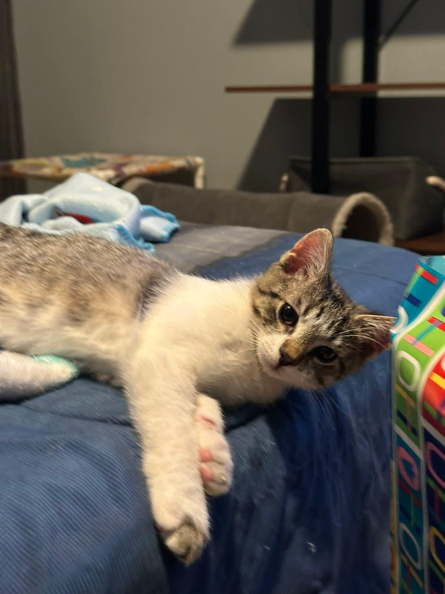 Enlarge Oliver, an adopted Domestic Short Hair in Carnegie, PA image 3/6