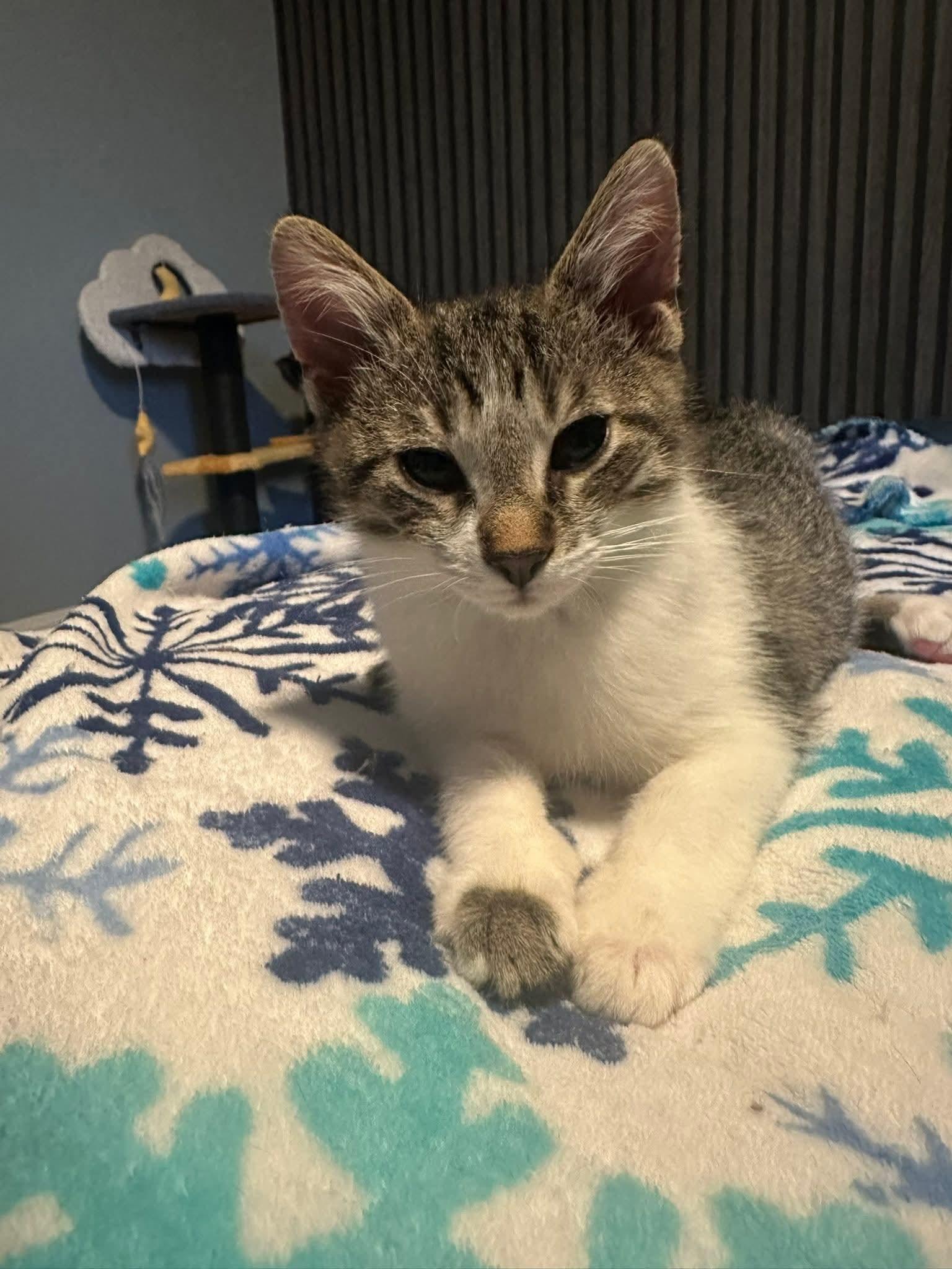Oliver, adopted, Kitten Male Domestic Short Hair.