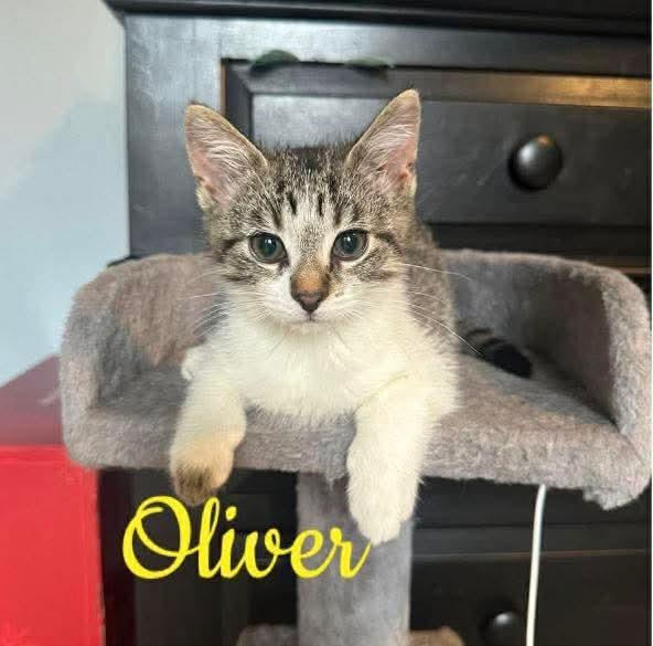 Enlarge Oliver, an adopted Domestic Short Hair in Carnegie, PA image 6/6