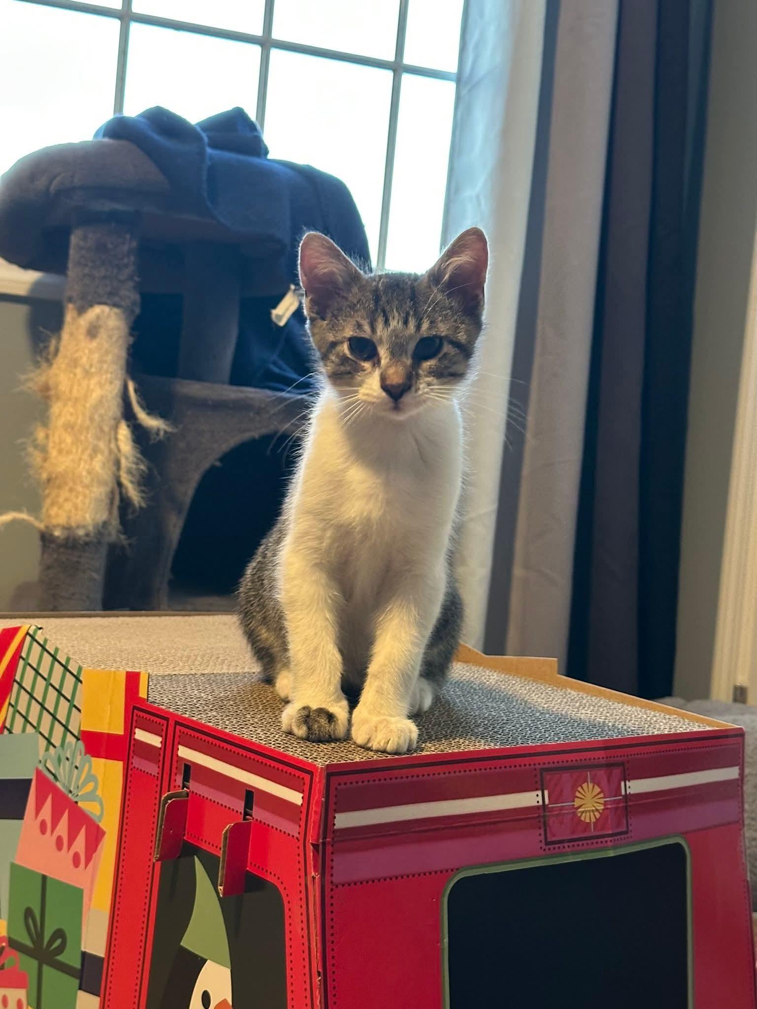 Enlarge Oliver, an adopted Domestic Short Hair in Carnegie, PA image 5/6