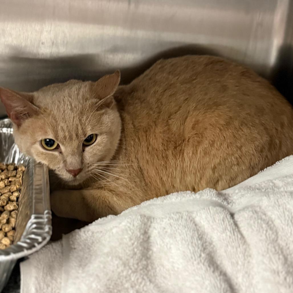 Chalk Board, Adoptable, Adult Male Domestic Short Hair.