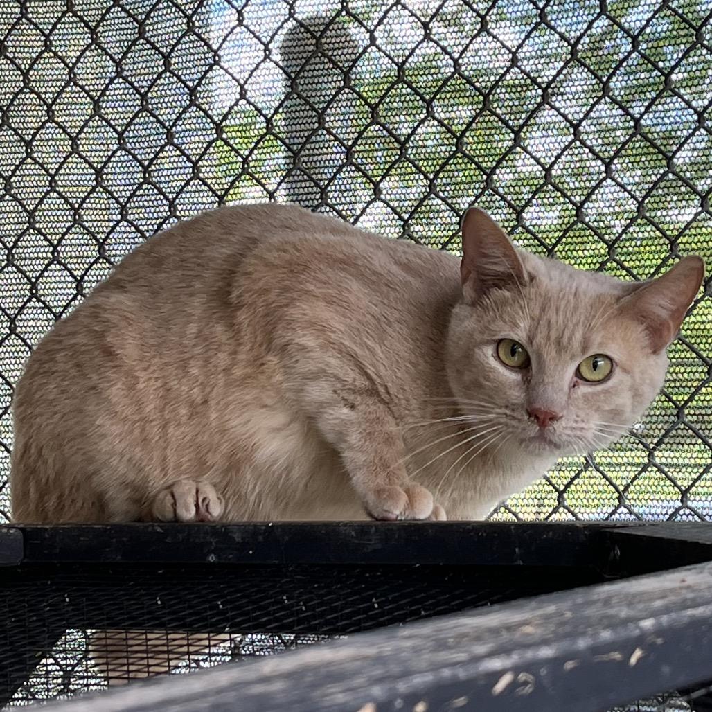 Enlarge Chalk Board, a Adoptable Domestic Short Hair in Pauls Valley, OK image 2/2