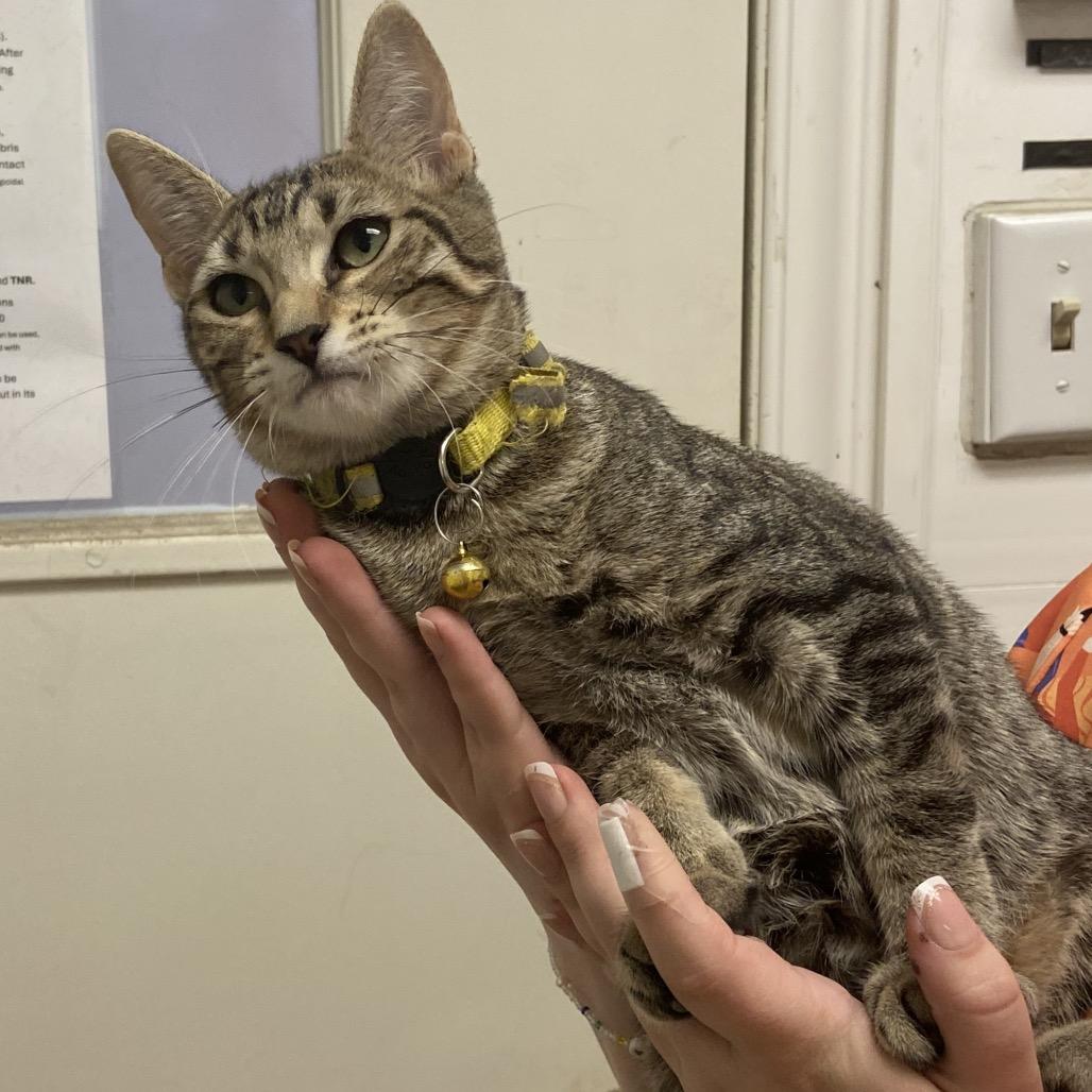 Olive, Adoptable, Kitten Female Domestic Short Hair.