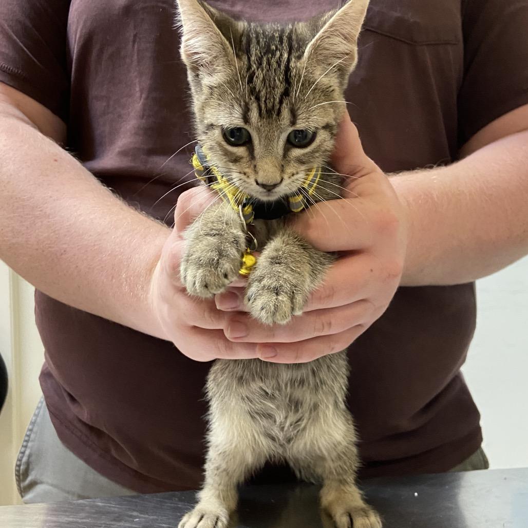Enlarge Olive, a Adoptable Domestic Short Hair in Monroe, LA image 2/2