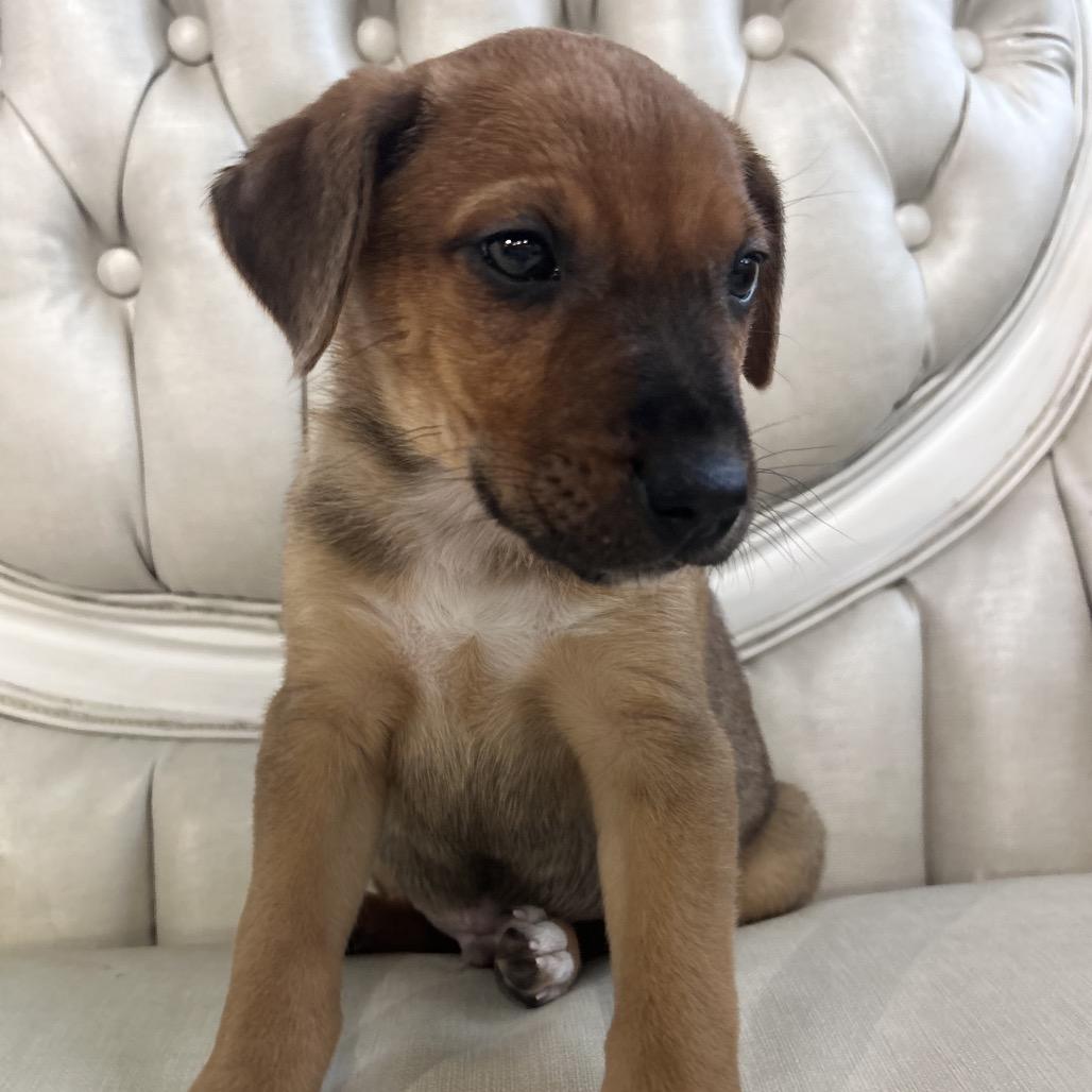 Zach, Adoptable, Young Male Hound.