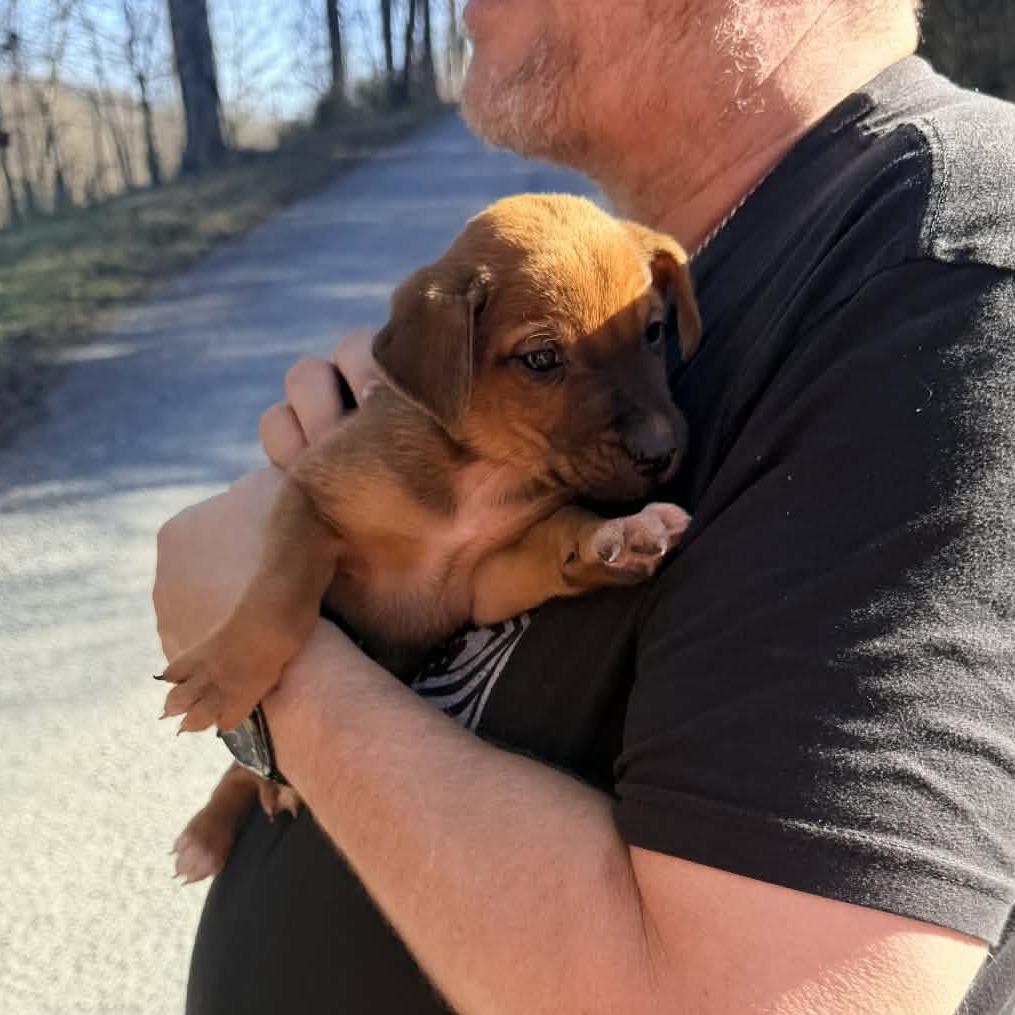 Enlarge Zach, a Adoptable Hound in Duck River, TN image 2/6