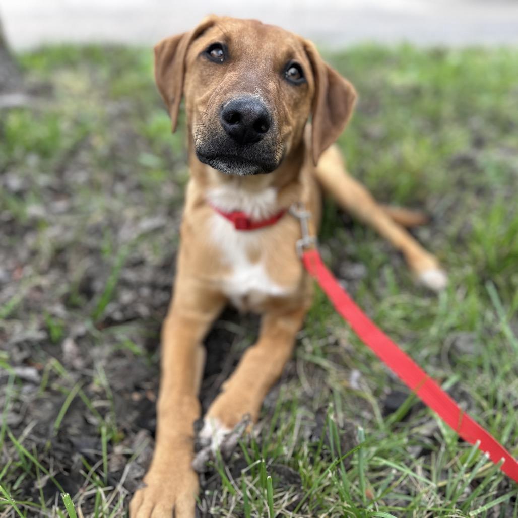 Enlarge Zach, a Adoptable Hound in Duck River, TN image 5/6