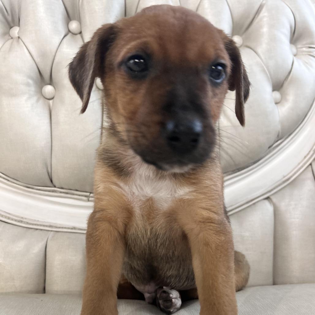 Enlarge Zach, a Adoptable Hound in Duck River, TN image 6/6
