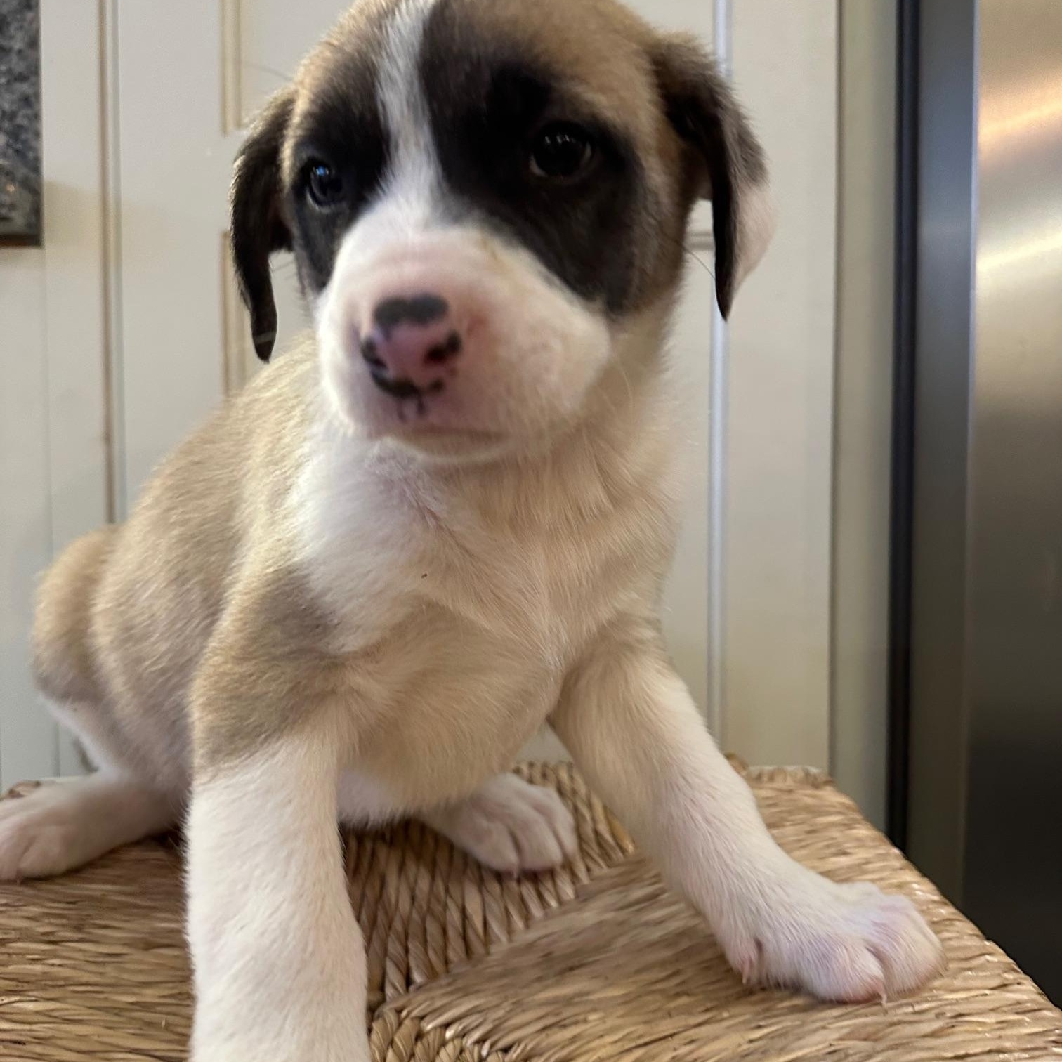 Biscotti , adopted, Puppy Male Mixed Breed.