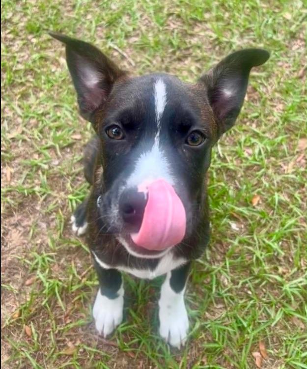 Levi, a ADOPTABLE mixed breed in Eutawville, SC image 2/6