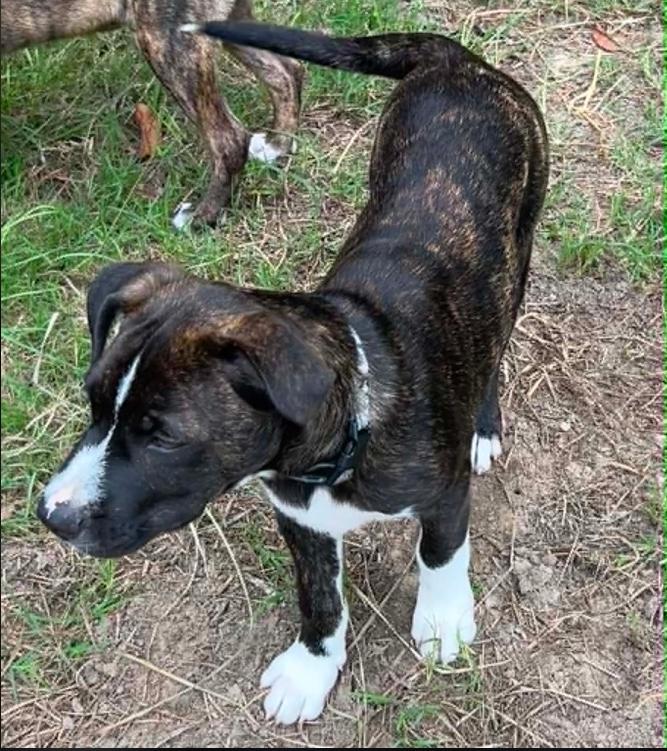 Levi, a ADOPTABLE mixed breed in Eutawville, SC image 5/6