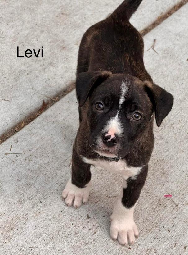 Levi, ADOPTABLE, Puppy Male Mixed Breed.