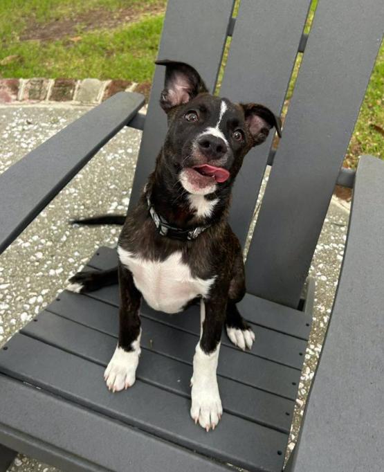 Levi, a ADOPTABLE mixed breed in Eutawville, SC image 3/6