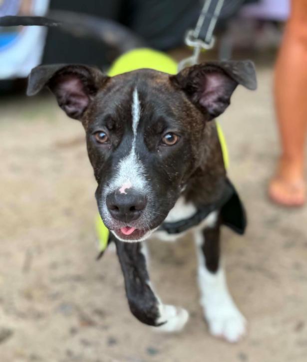 Levi, ADOPTABLE, Puppy Male Mixed Breed.