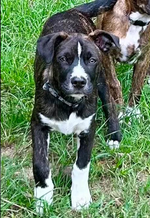 Levi, ADOPTABLE, Puppy Male Mixed Breed.