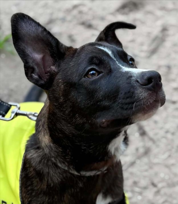 Levi, a ADOPTABLE mixed breed in Eutawville, SC image 6/6