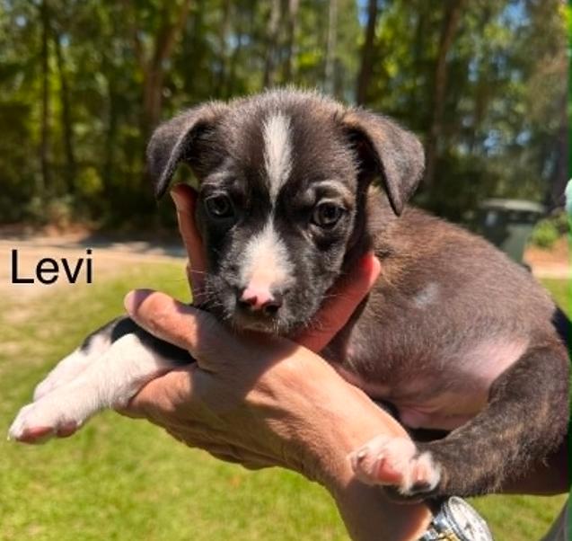 Levi, ADOPTABLE, Puppy Male Mixed Breed.