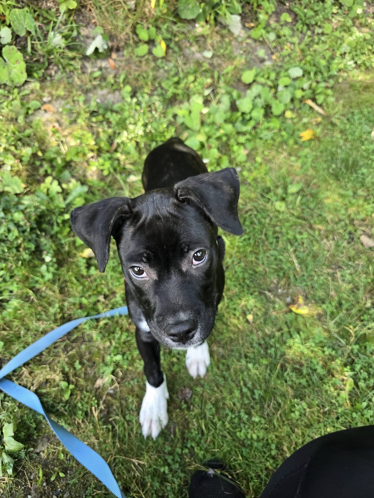 Oreo