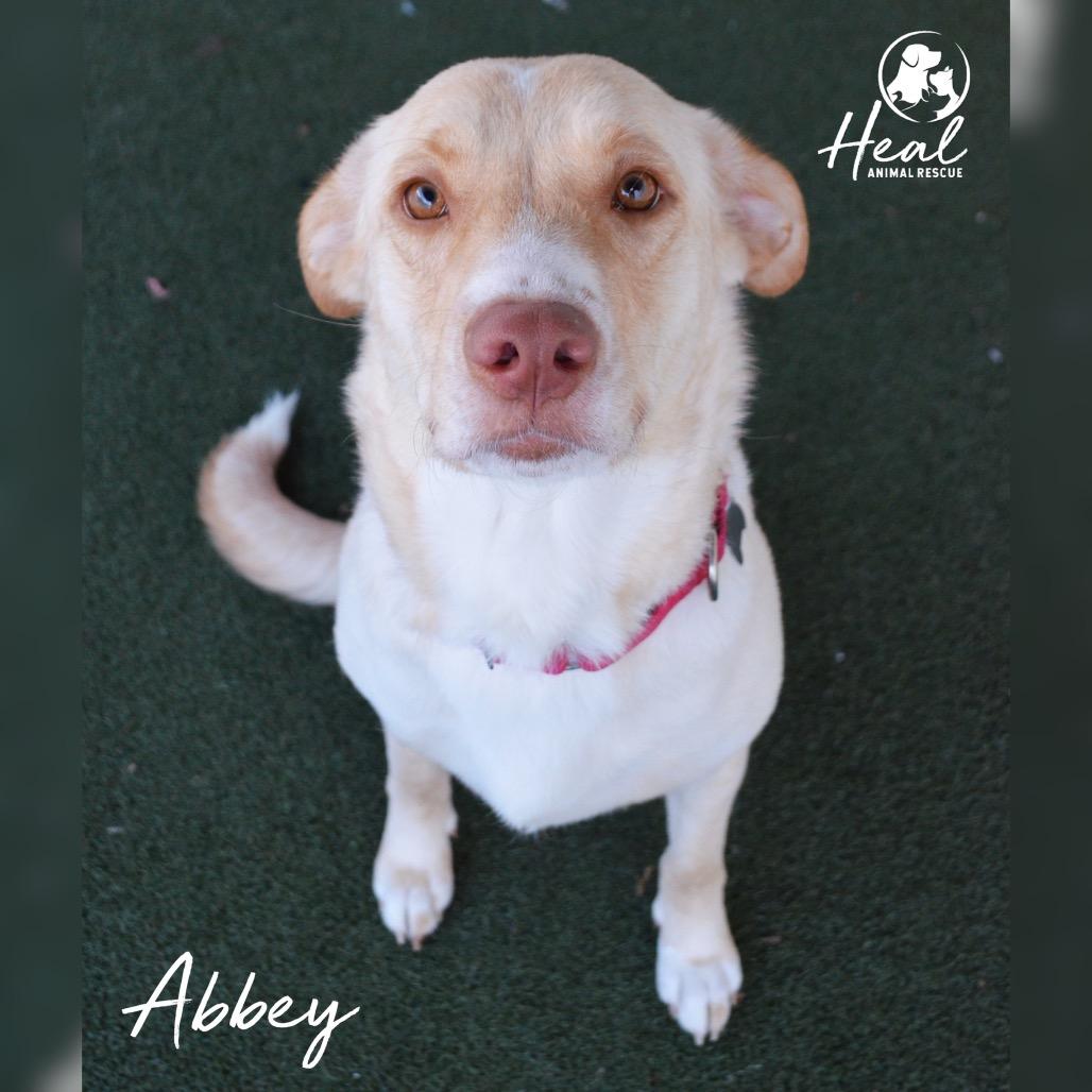 Abbey, Adoptable, Adult Female Retriever.