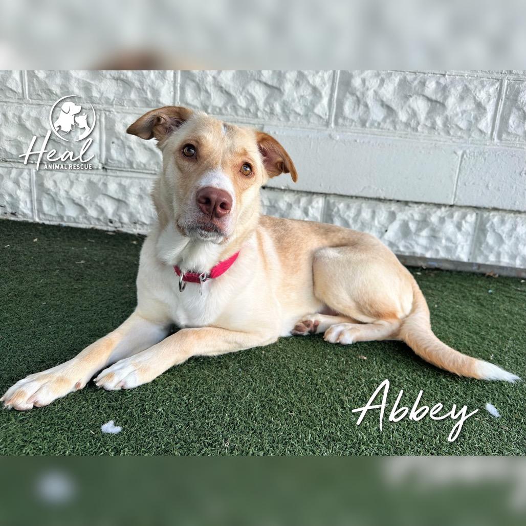 Abbey, a Adoptable mixed breed in Youngwood, PA image 2/2