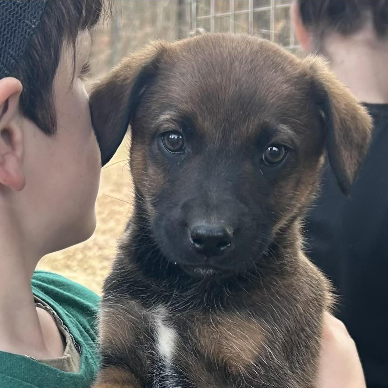 Enlarge Opal, a ADOPTABLE mixed breed in Water Valley, MS image 1/1