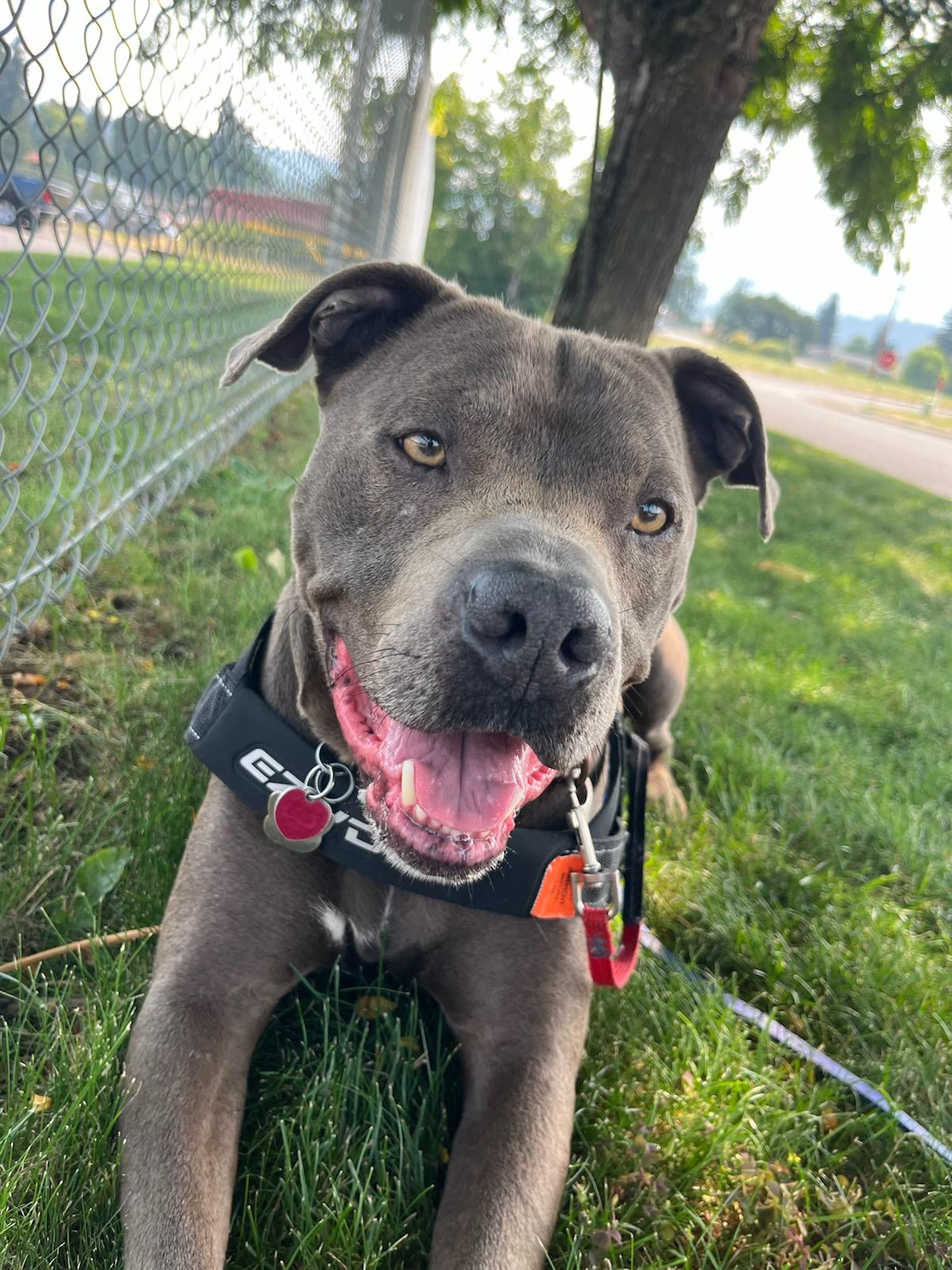 Zeke, a ADOPTABLE Pit Bull Terrier in Hood River, OR image 2/2