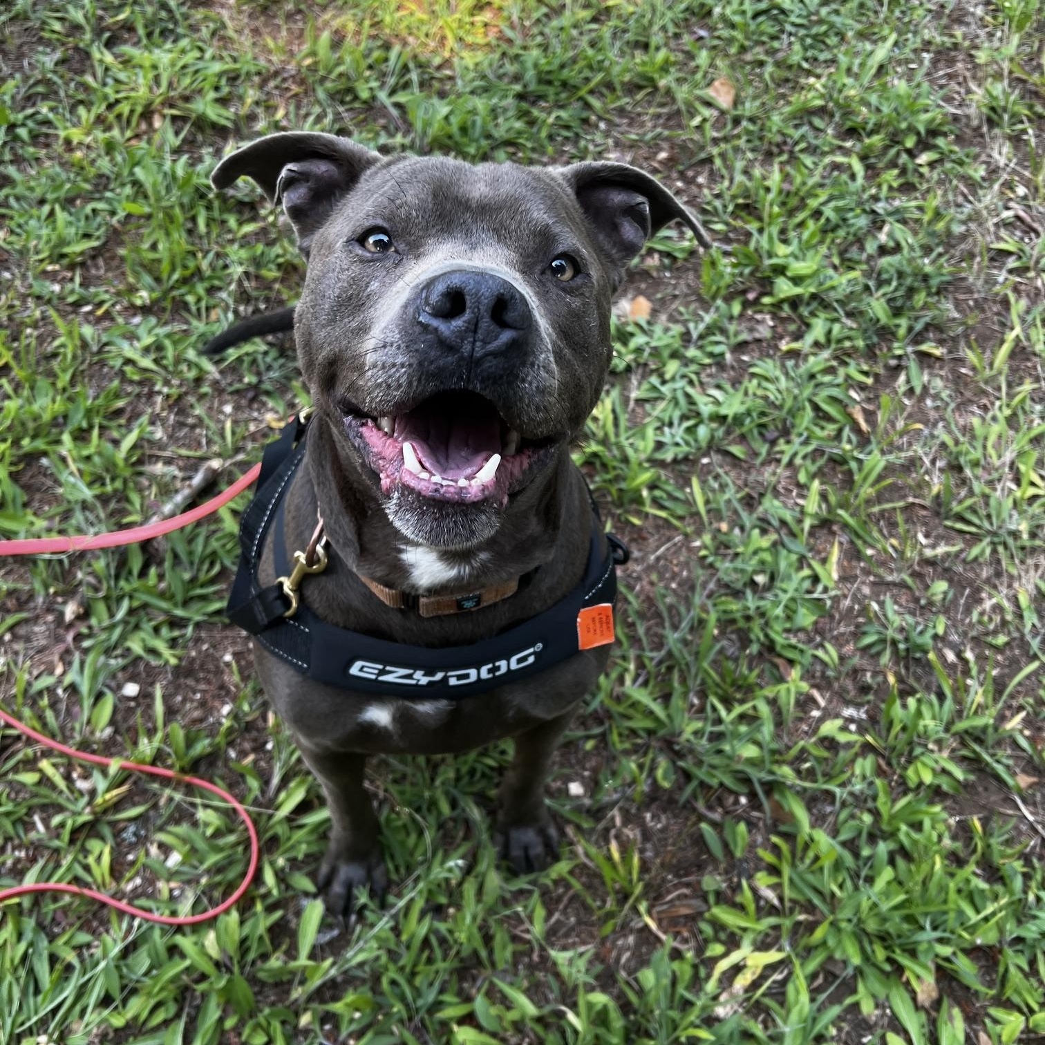 Zeke, ADOPTABLE, Adult Male Pit Bull Terrier.
