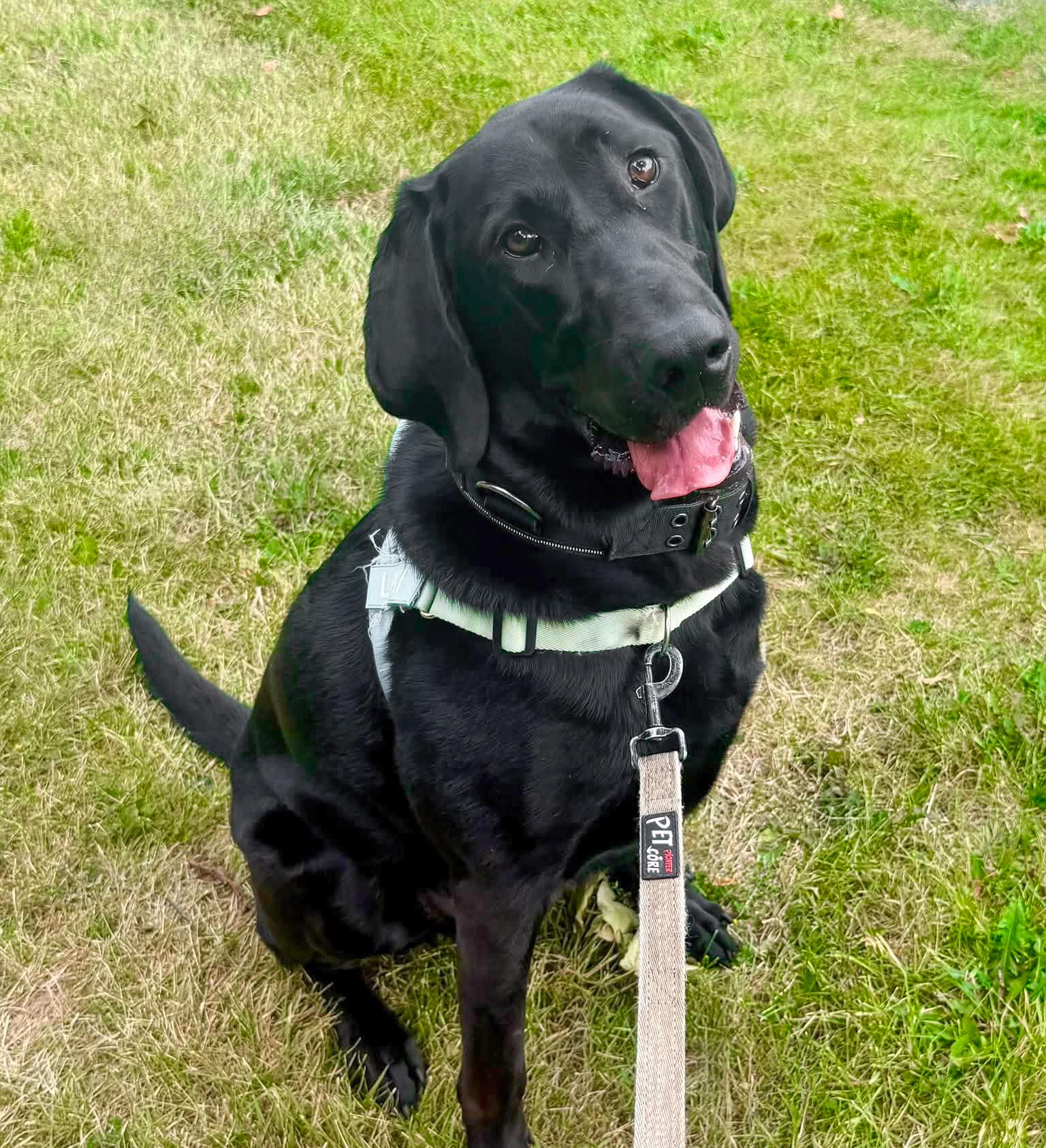 Enlarge LOKI - Needs a Forever Home, a Adoptable mixed breed in Birmingham, MI image 1/6