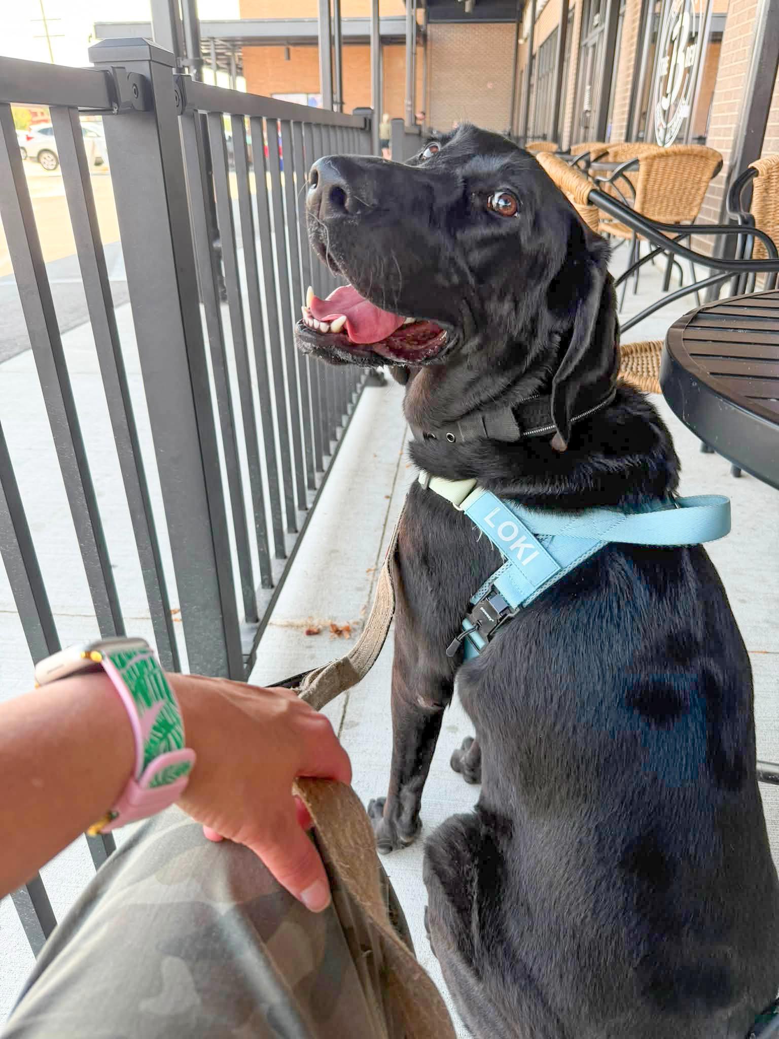 Enlarge LOKI - Needs a Forever Home, a Adoptable mixed breed in Birmingham, MI image 6/6